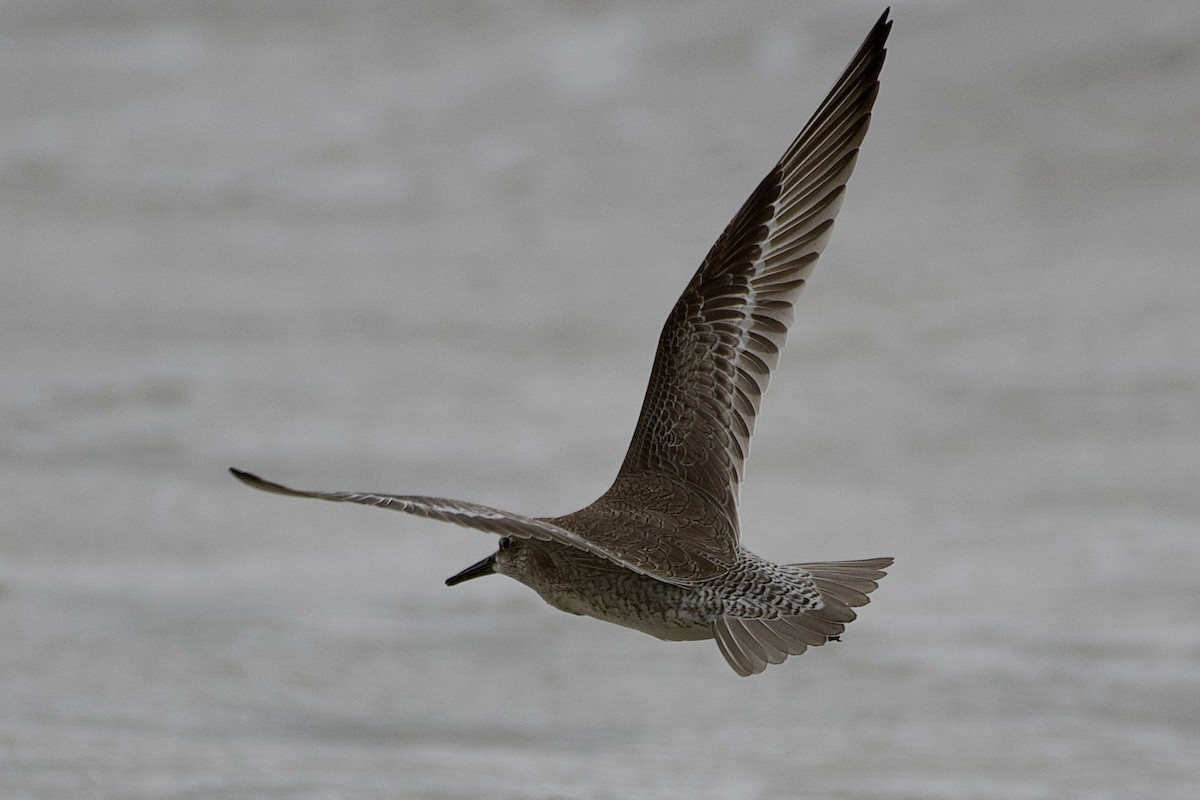 Red Knot - Cynthia Freeman