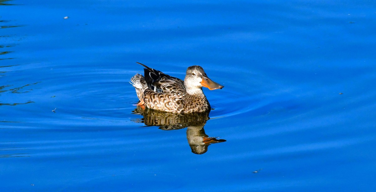 Northern Shoveler - ML624207814