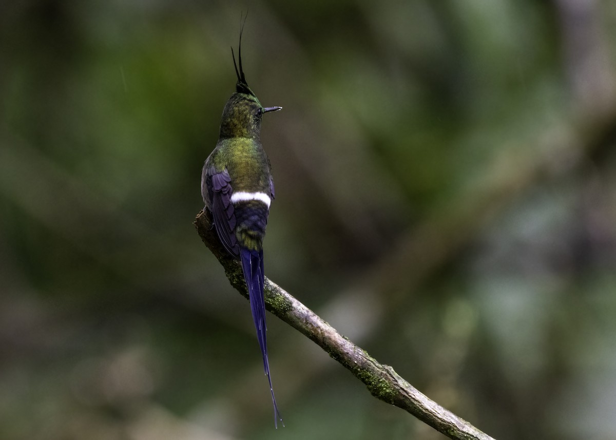 Wire-crested Thorntail - ML624207829