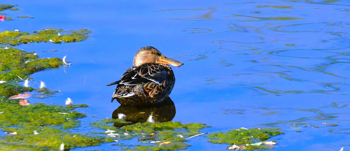 Northern Shoveler - ML624207832