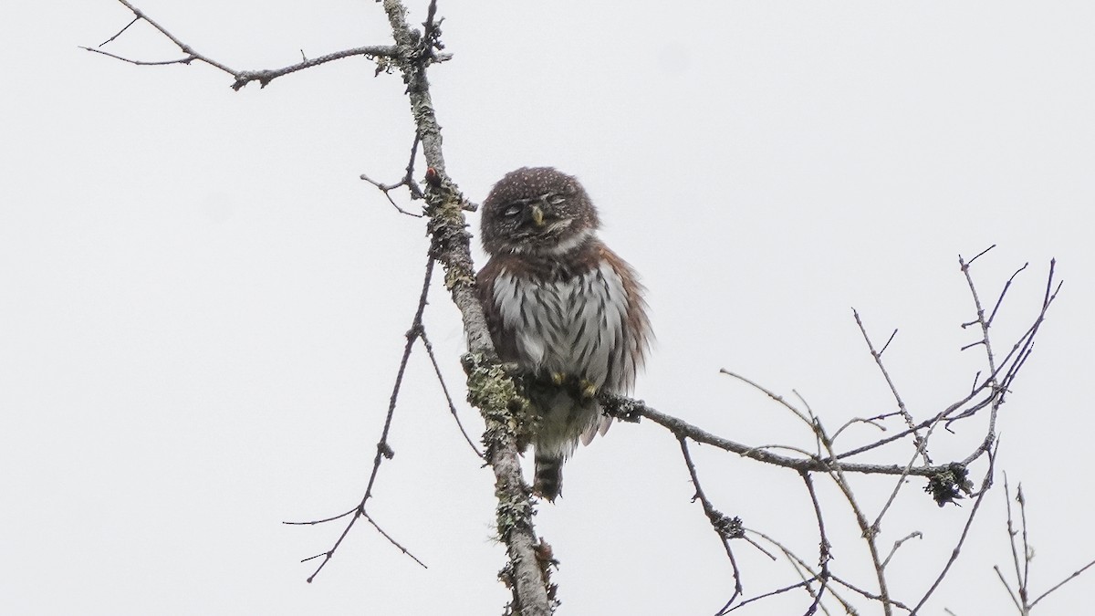 Northern Pygmy-Owl - Norm Lee