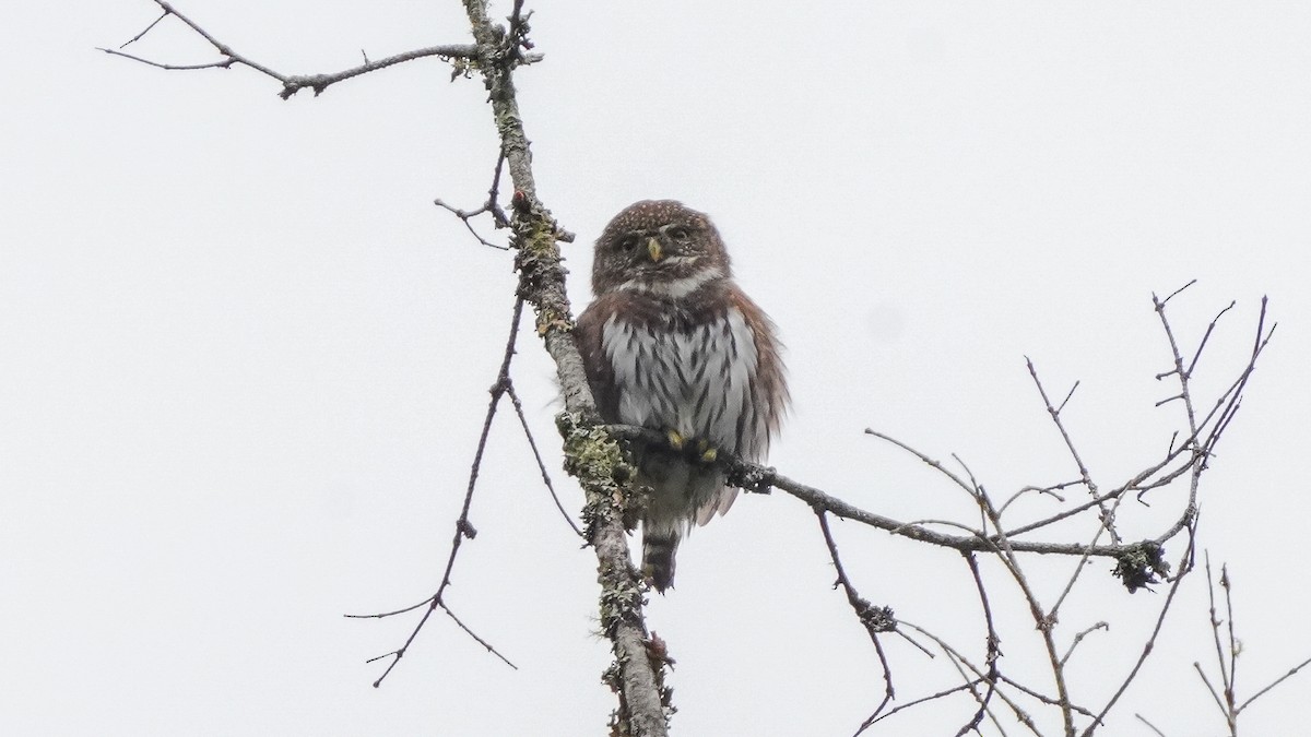 Northern Pygmy-Owl - Norm Lee