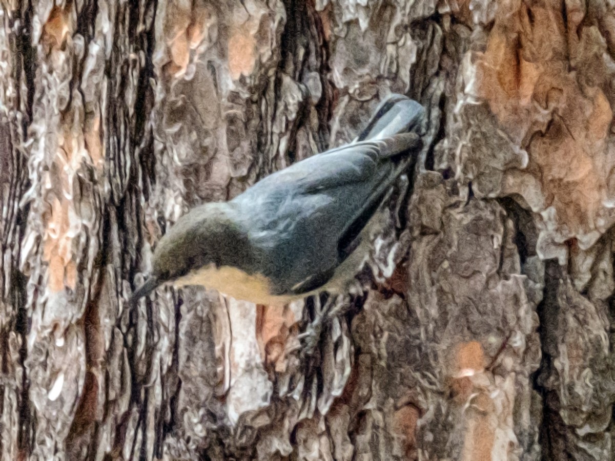 Pygmy Nuthatch - Esther M Key