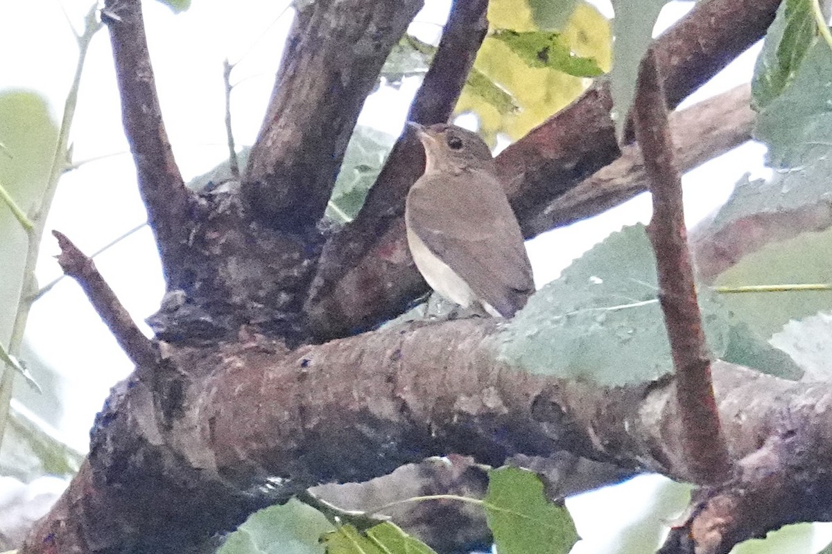Blue-and-white Flycatcher - ML624207854