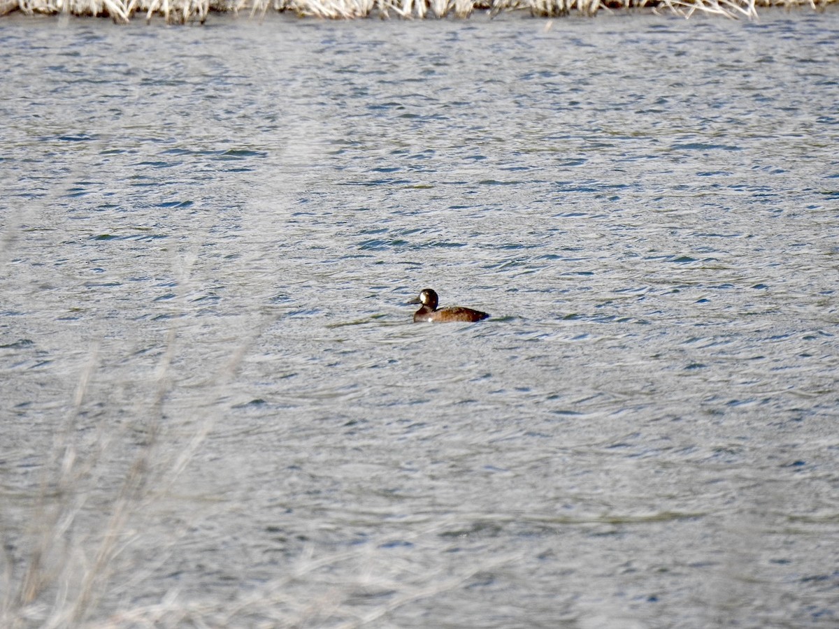 Lesser Scaup - ML624207863