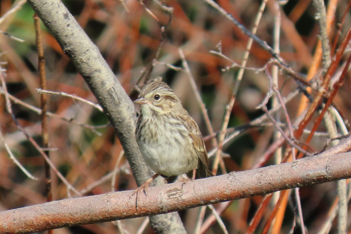 Brewer's Sparrow - ML624207864