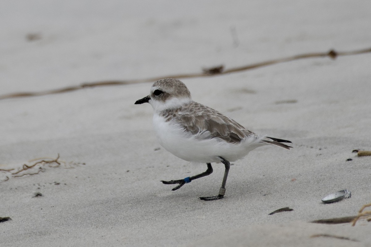 Snowy Plover - ML624207873