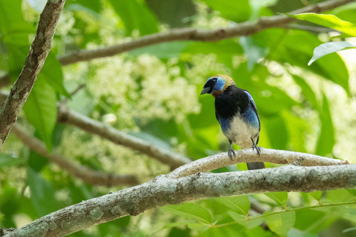 Golden-hooded Tanager - ML624207887