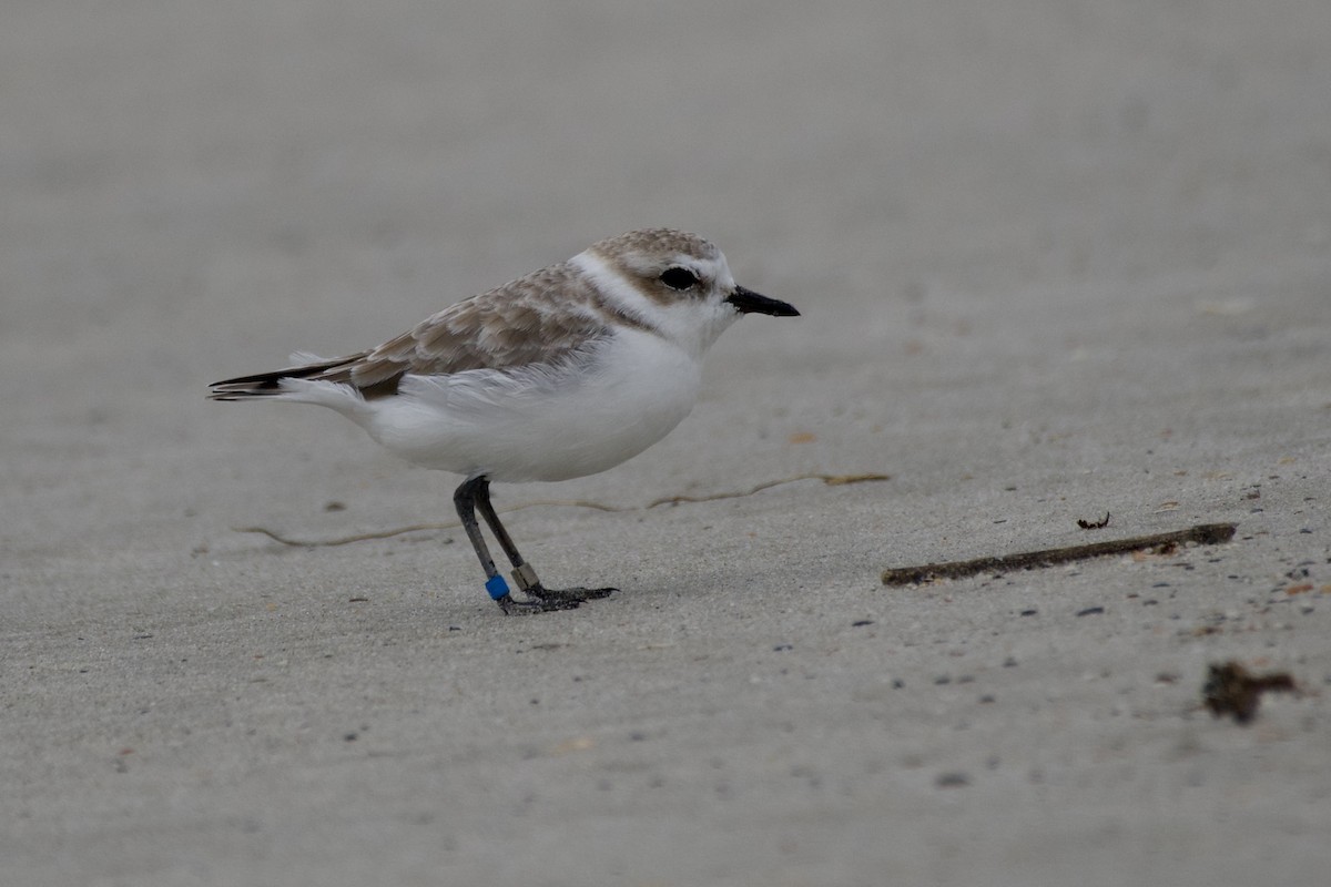 Snowy Plover - ML624207894