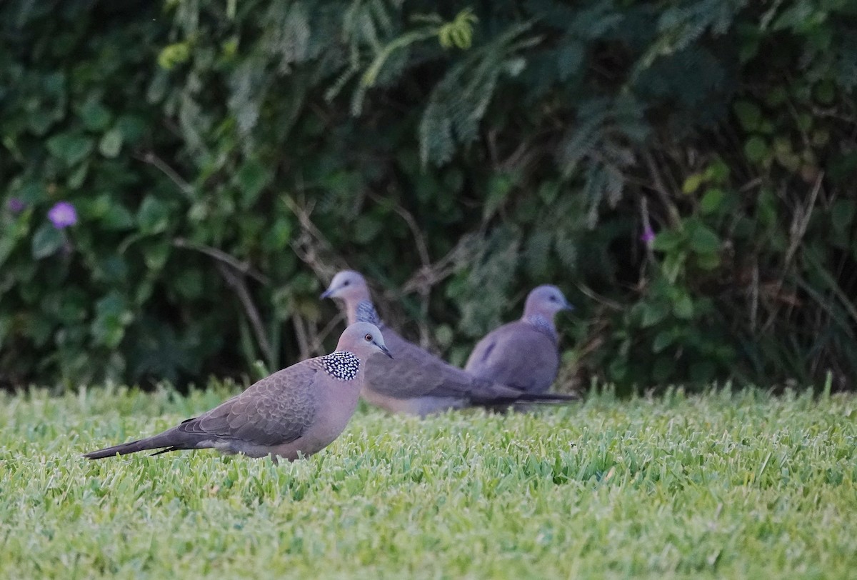 Spotted Dove - ML624207907