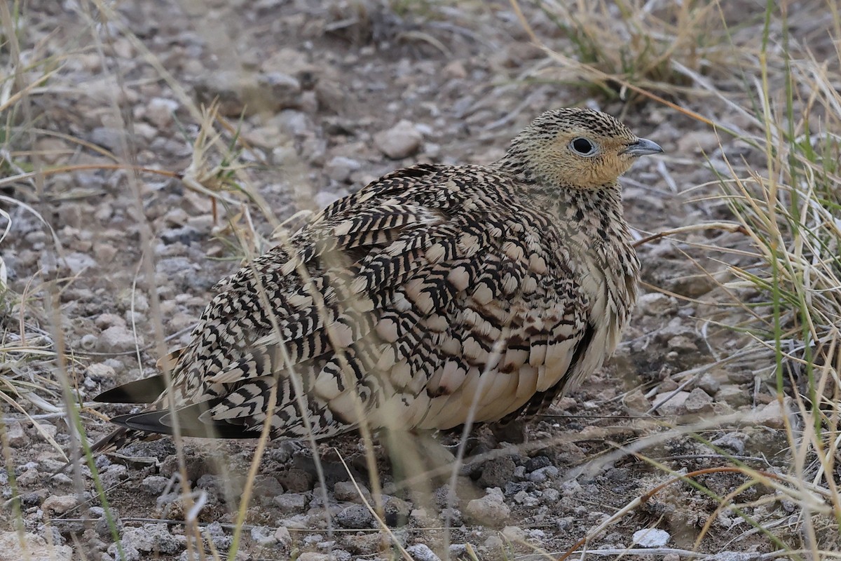 Chestnut-bellied Sandgrouse - ML624207920