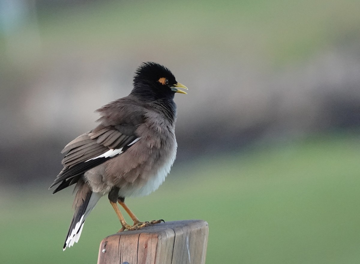 Common Myna - ML624207927