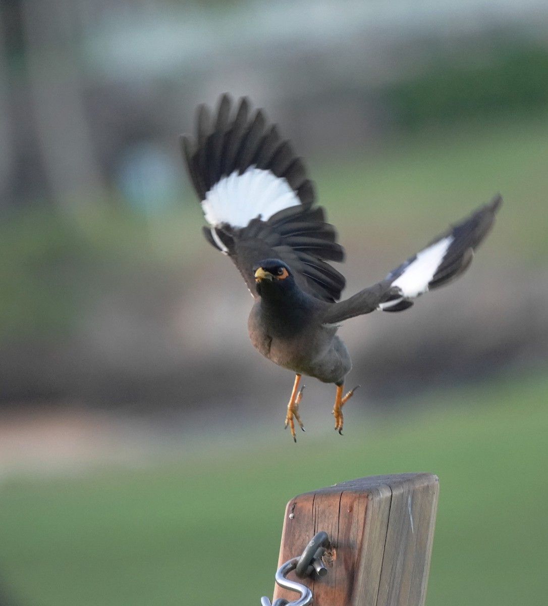 Common Myna - ML624207944