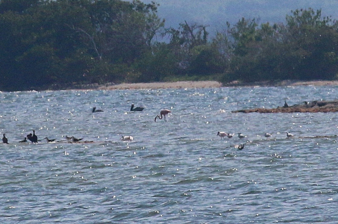 American Flamingo - ML624207951