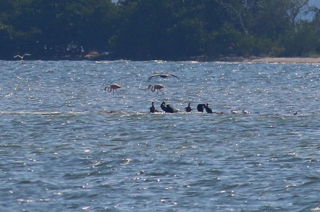 American Flamingo - ML624207955