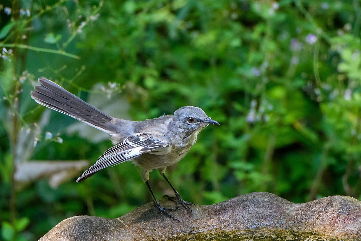 Northern Mockingbird - ML624207961