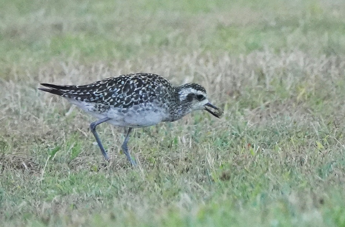 Chorlito Dorado Siberiano - ML624207962