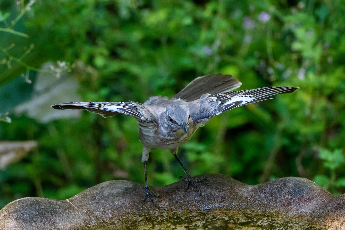 Northern Mockingbird - ML624207963