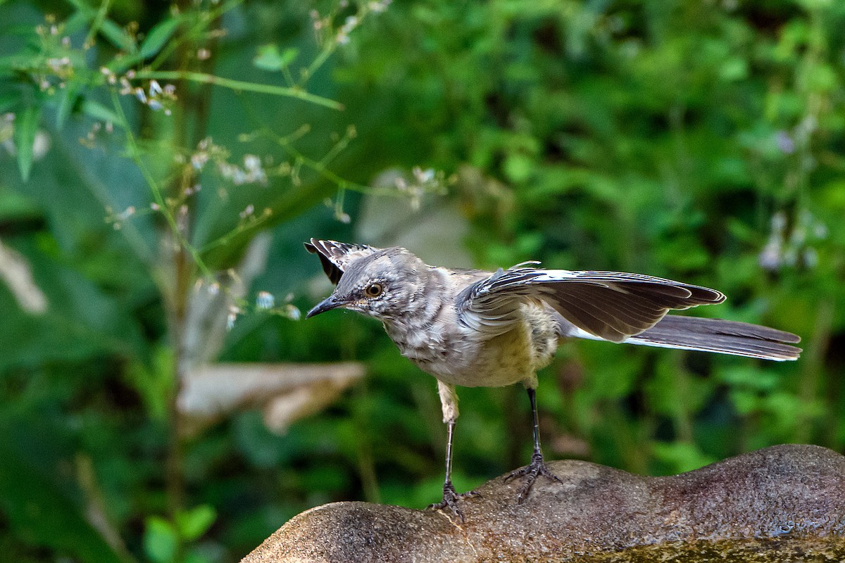 Northern Mockingbird - Naseem Reza