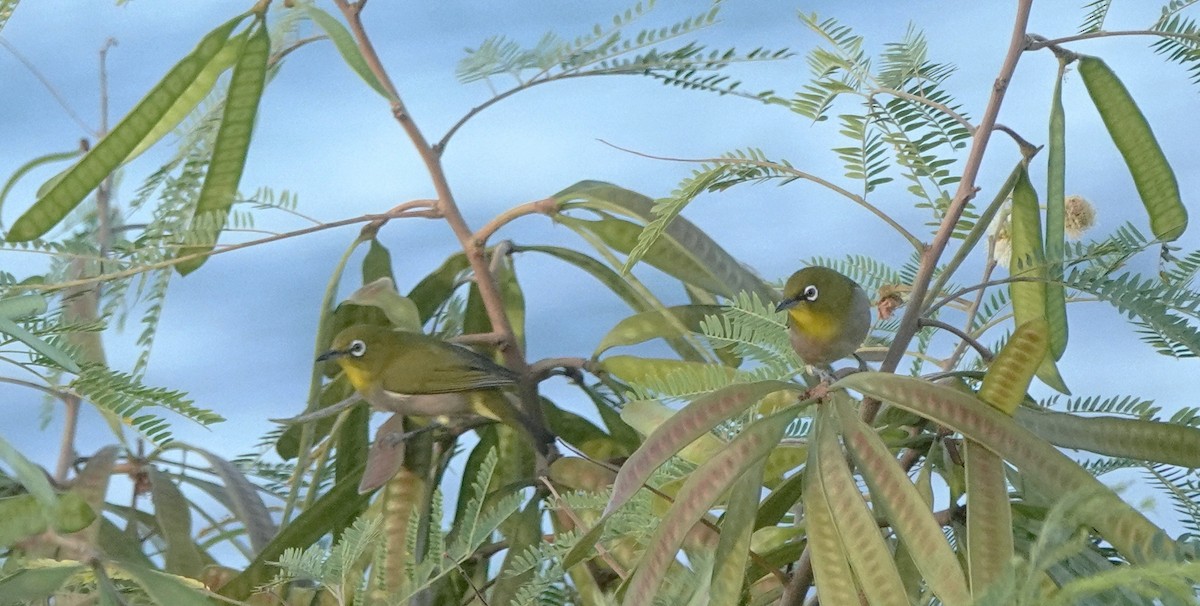 Warbling White-eye - ML624207978