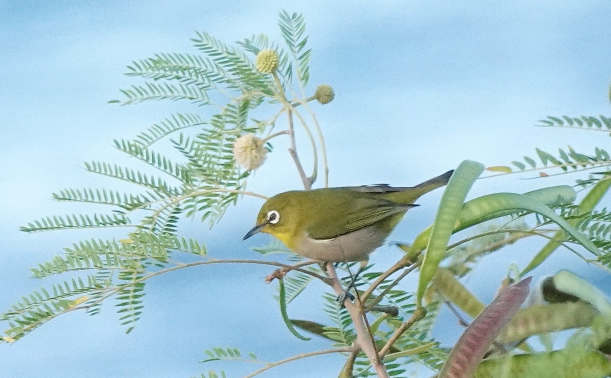 Warbling White-eye - ML624207979