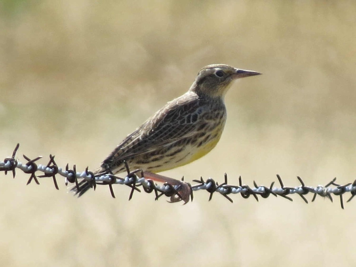 Western Meadowlark - ML624207983