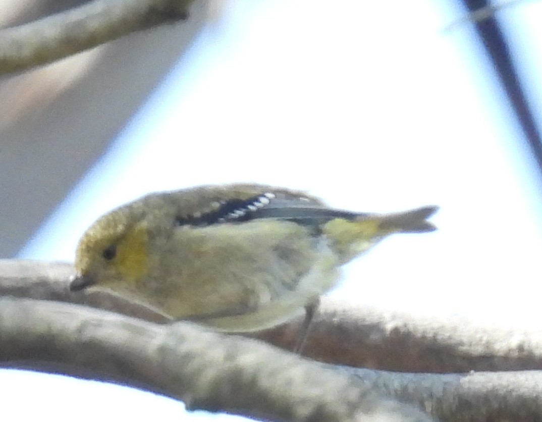 Forty-spotted Pardalote - ML624207988