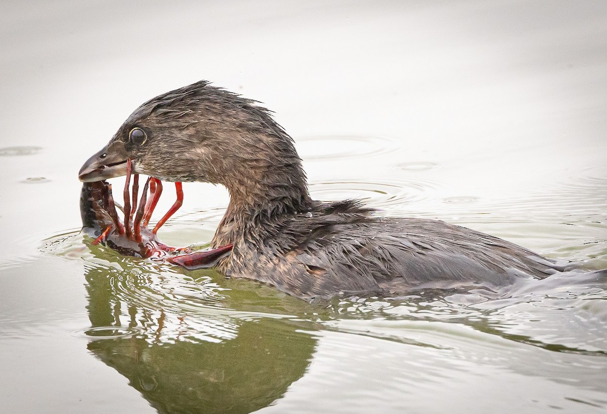 Pied-billed Grebe - ML624208006