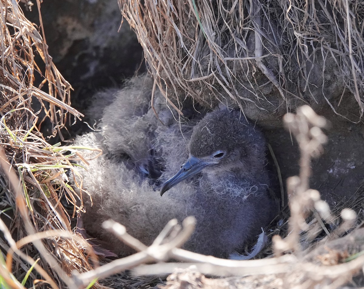 Wedge-tailed Shearwater - ML624208012