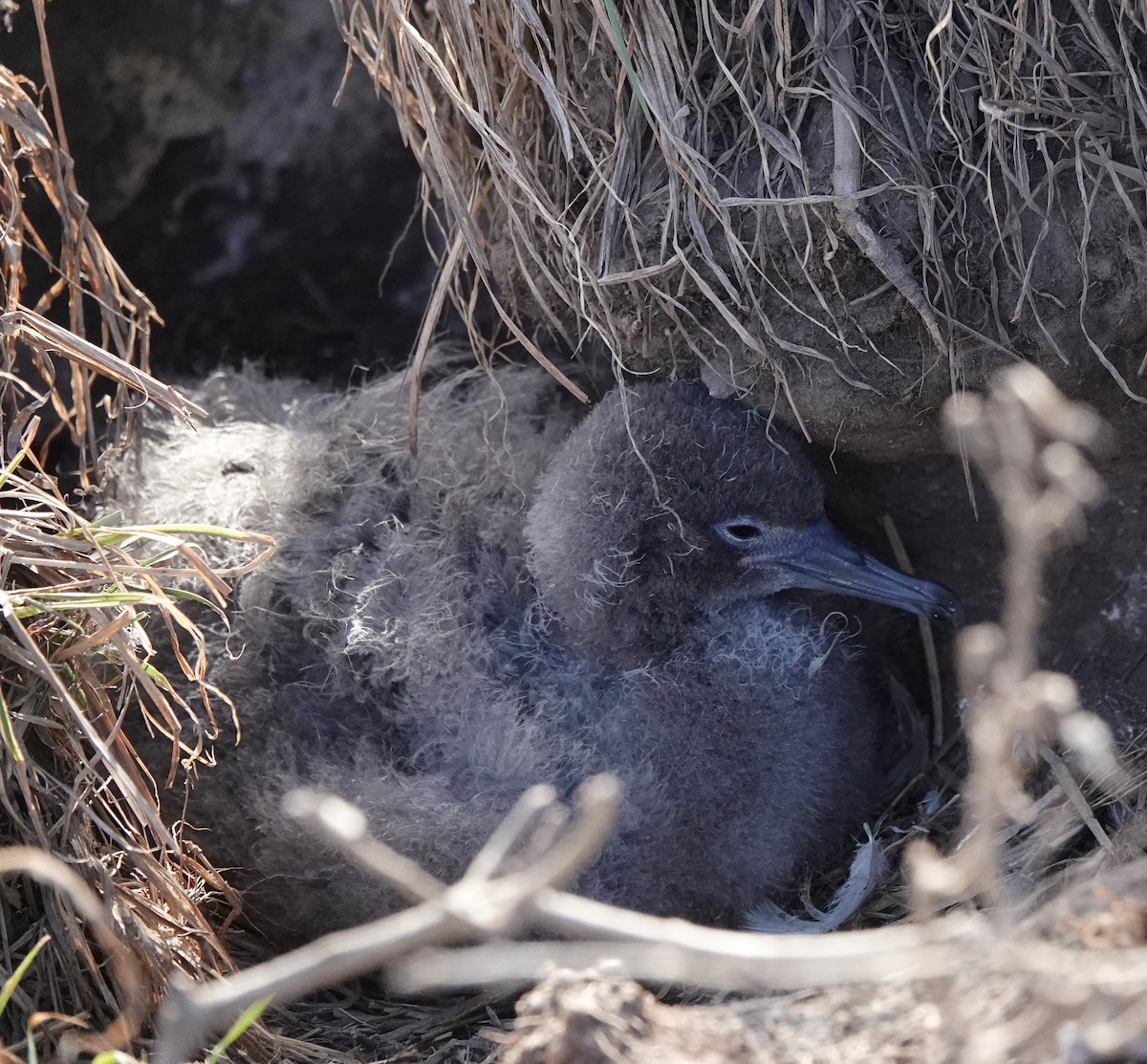 Wedge-tailed Shearwater - ML624208013