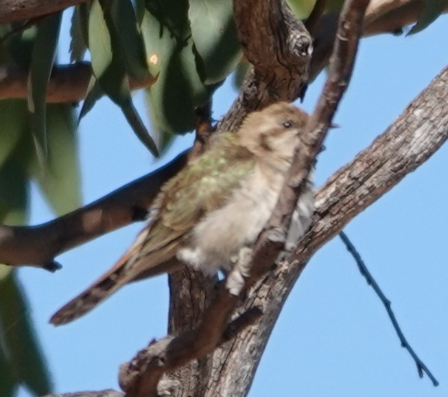 Horsfield's Bronze-Cuckoo - ML624208015