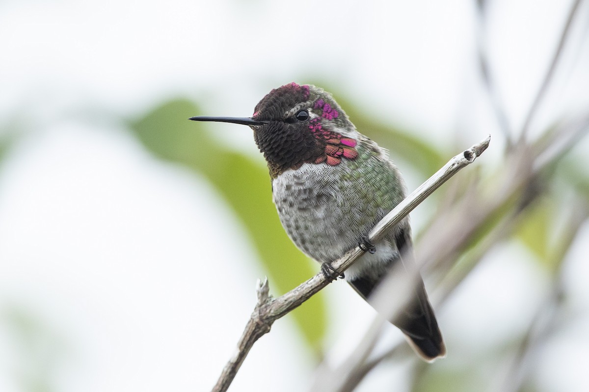 Colibrí de Anna - ML624208018