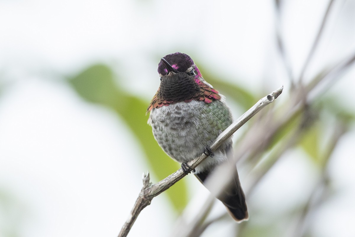 Colibrí de Anna - ML624208019