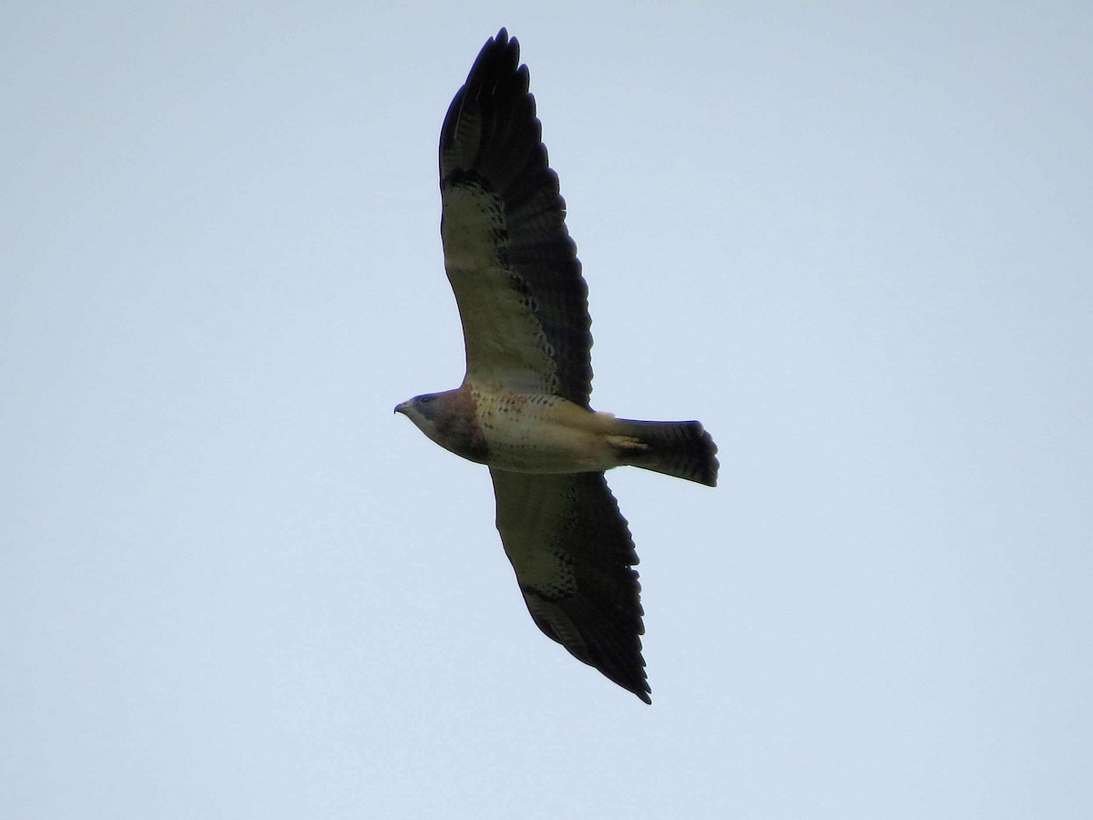 Swainson's Hawk - ML624208020