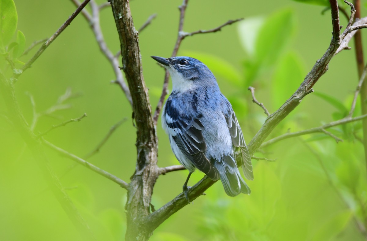 Cerulean Warbler - ML624208026