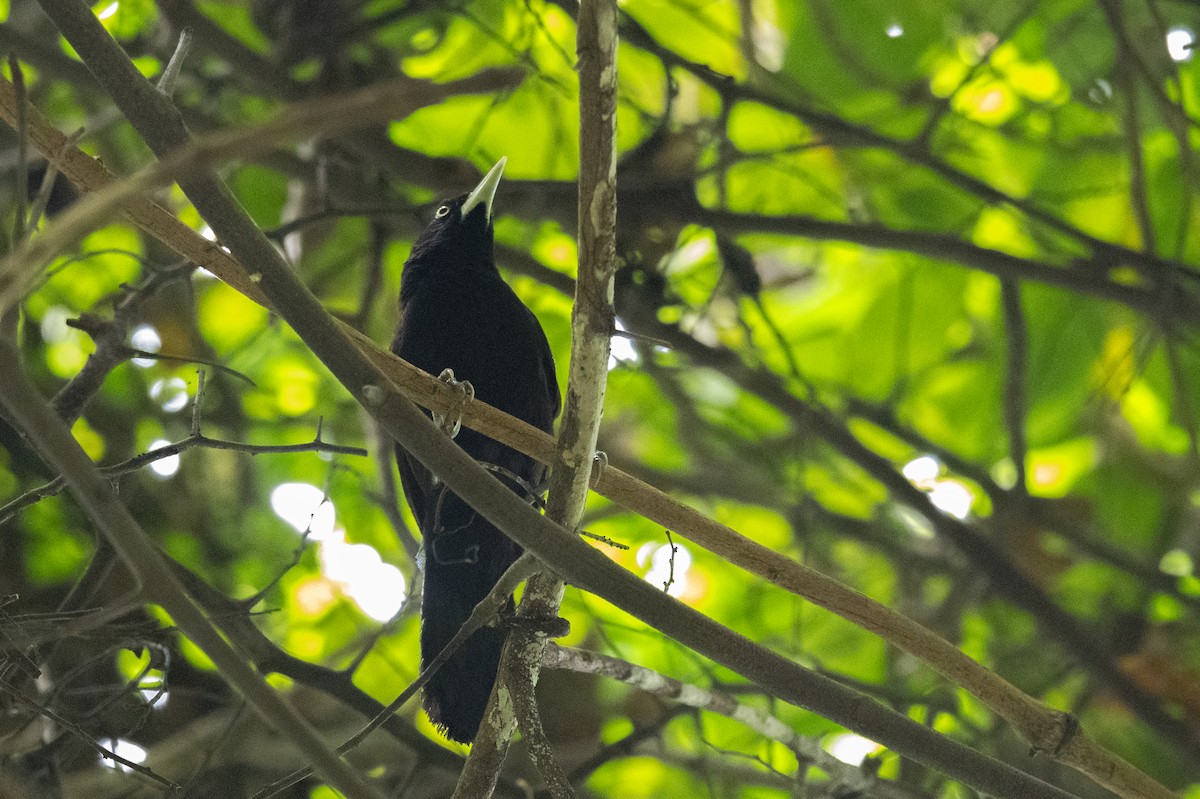 Yellow-billed Cacique (Prevost's) - ML624208033