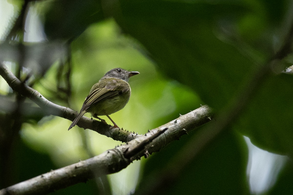 Northern Bentbill - ML624208037