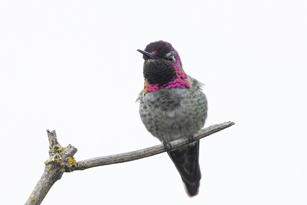 Colibrí de Anna - ML624208052