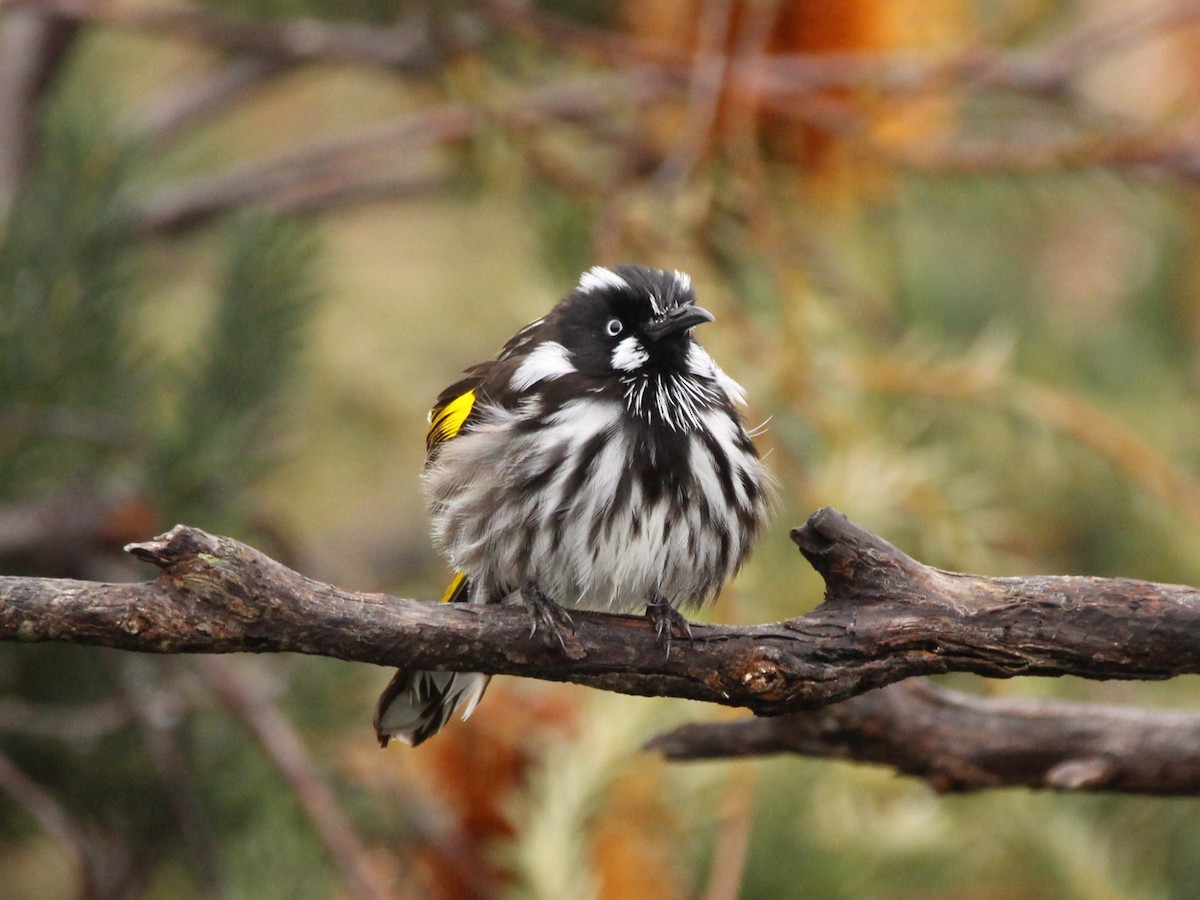 New Holland Honeyeater - ML624208062