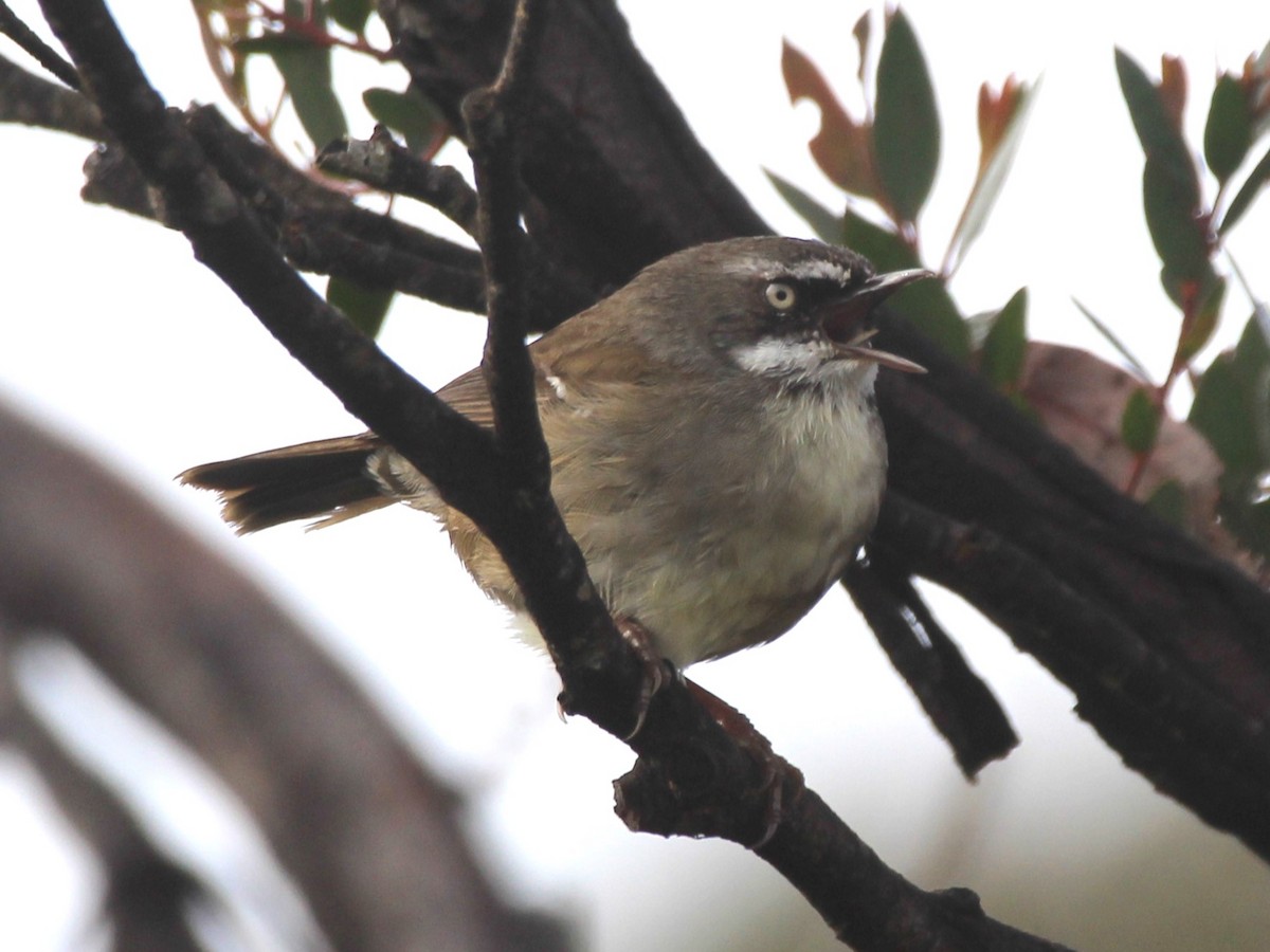 White-browed Scrubwren - Neil Hausfeld