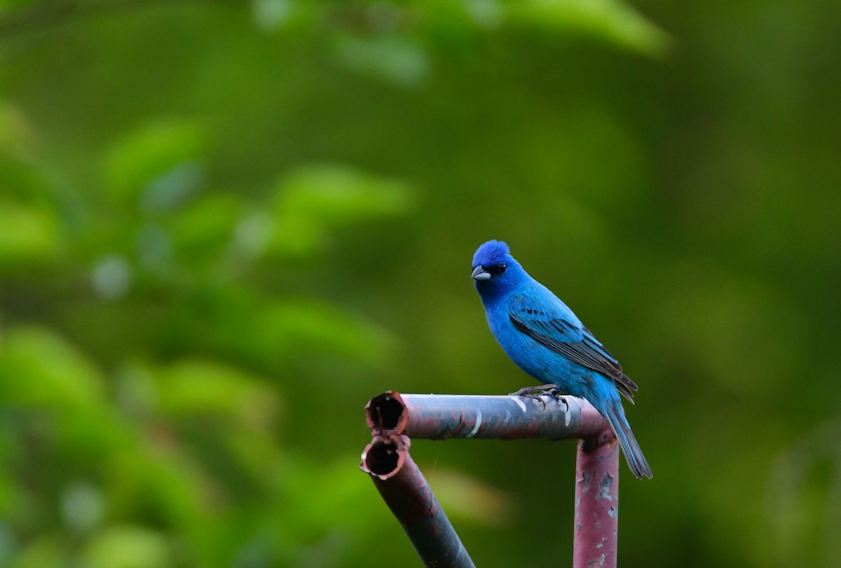 Indigo Bunting - ML624208065