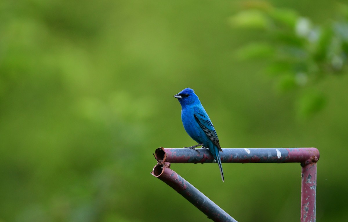 Indigo Bunting - Chaiby Leiman