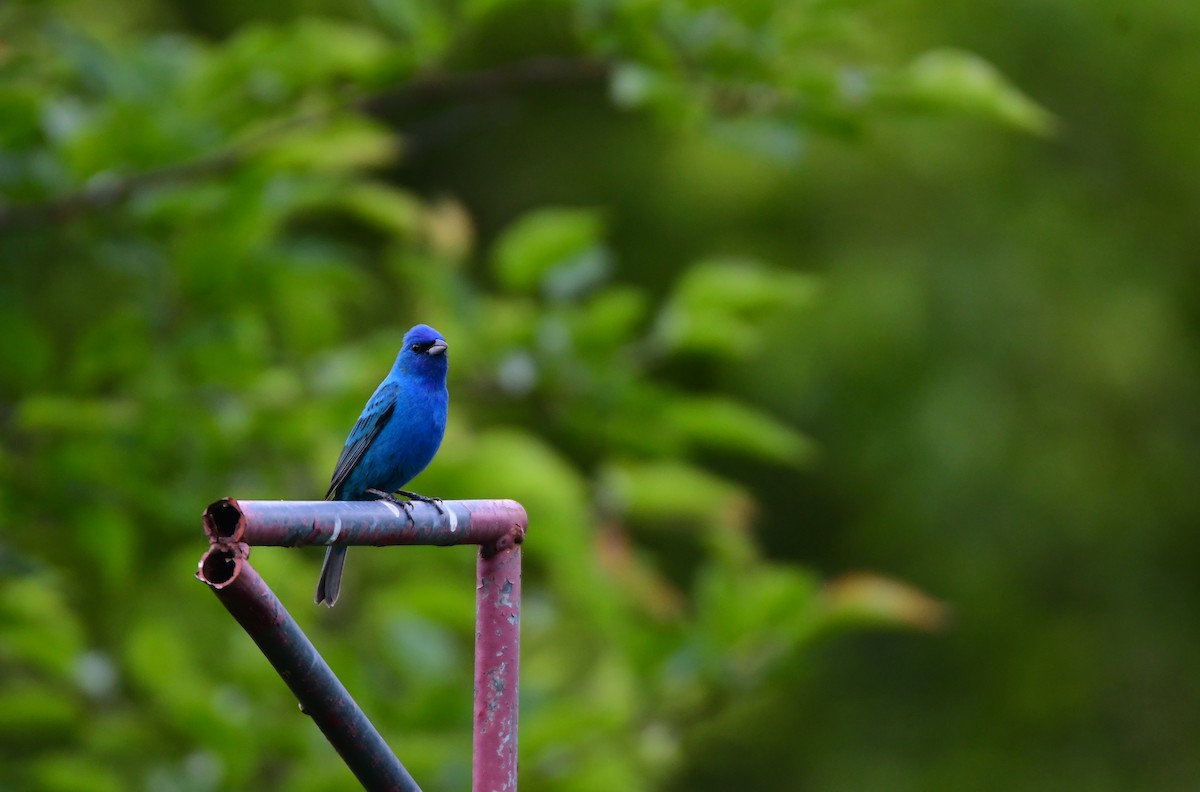 Indigo Bunting - ML624208068