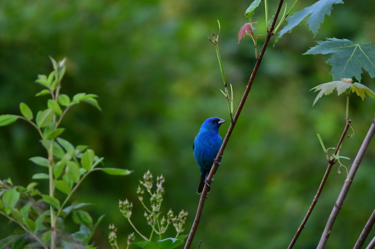 Indigo Bunting - ML624208069