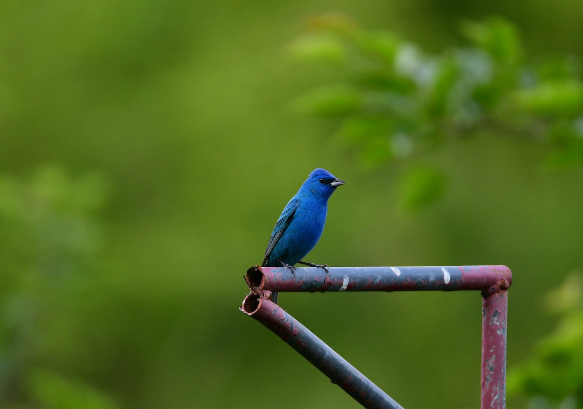 Indigo Bunting - ML624208070