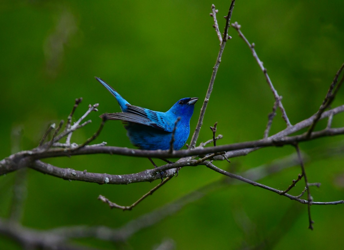 Indigo Bunting - ML624208071