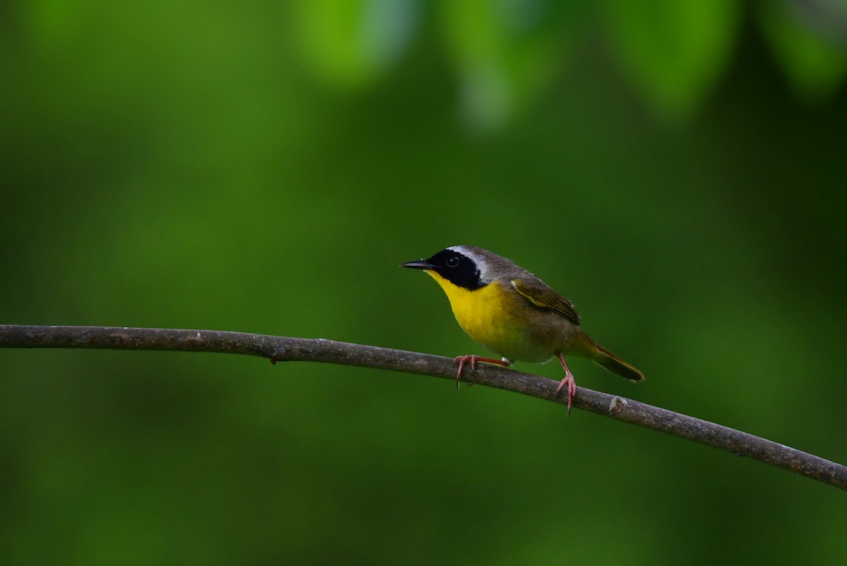 Common Yellowthroat - ML624208076