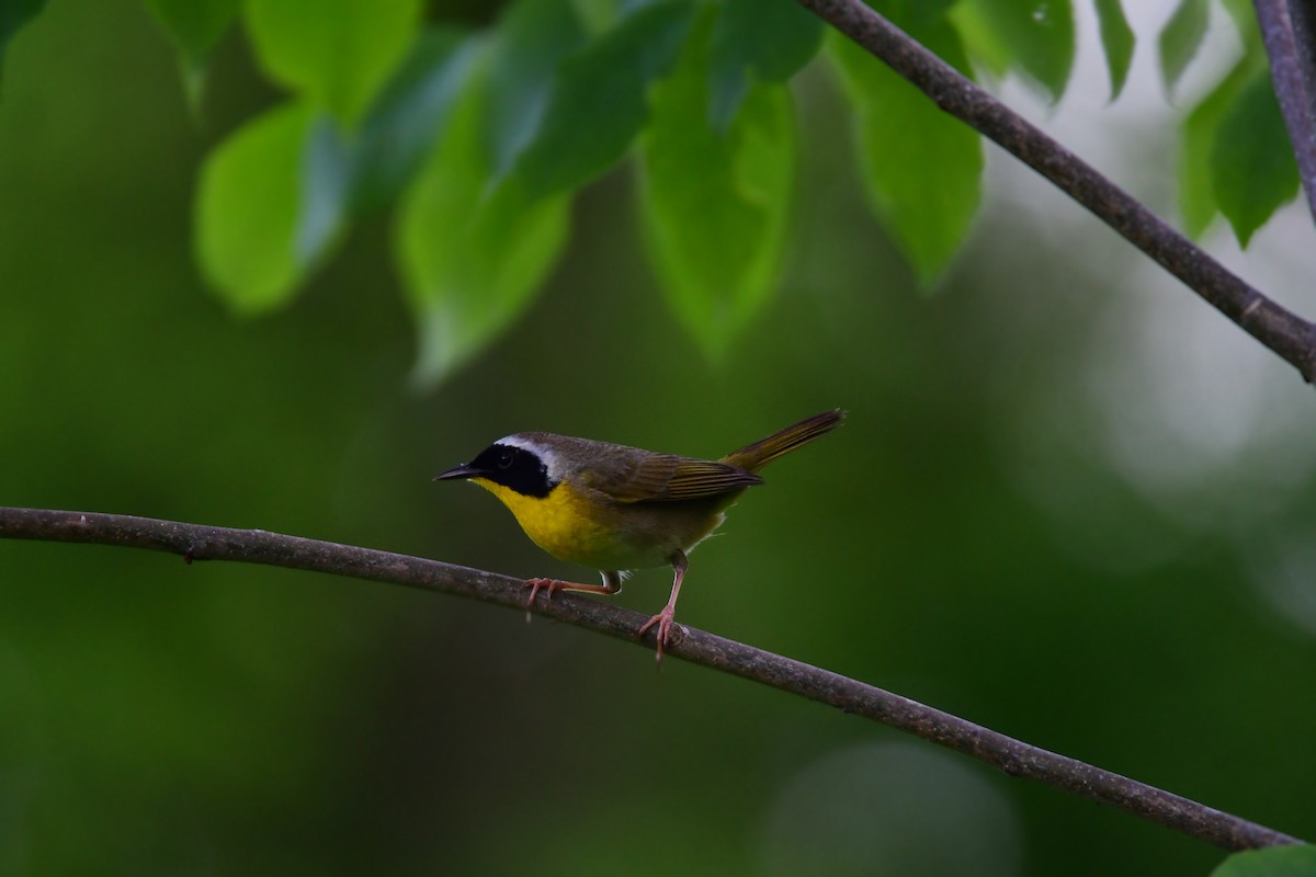 Common Yellowthroat - ML624208078