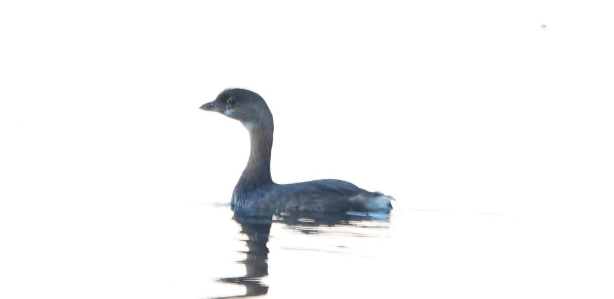 Pied-billed Grebe - ML624208086