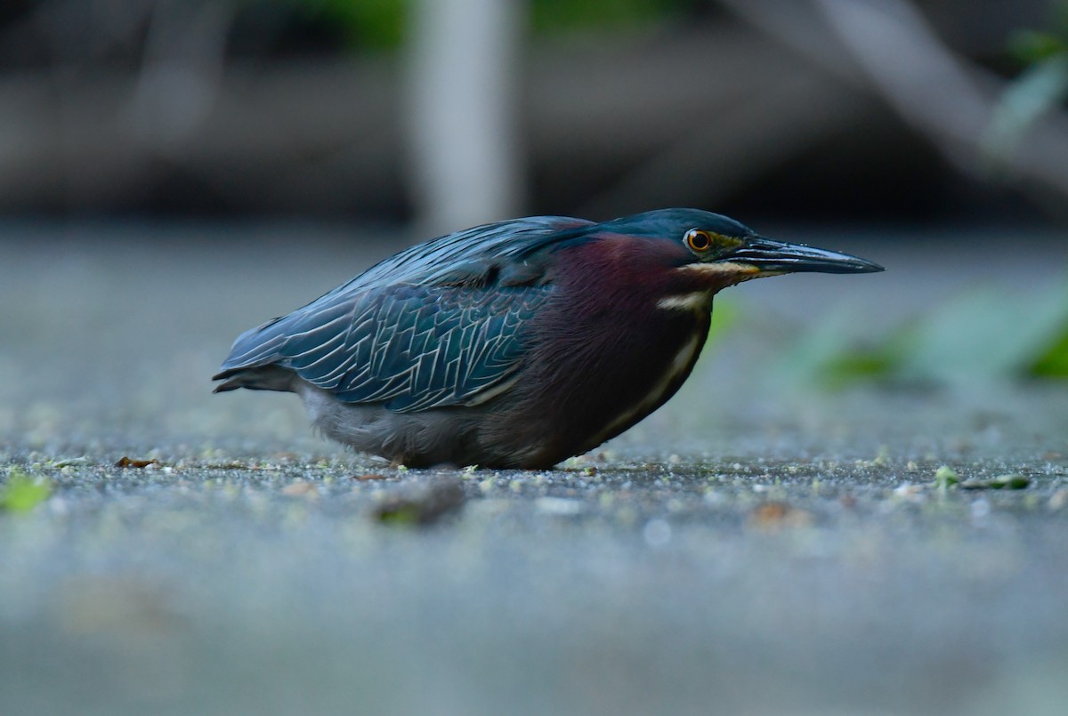 Green Heron - Chaiby Leiman